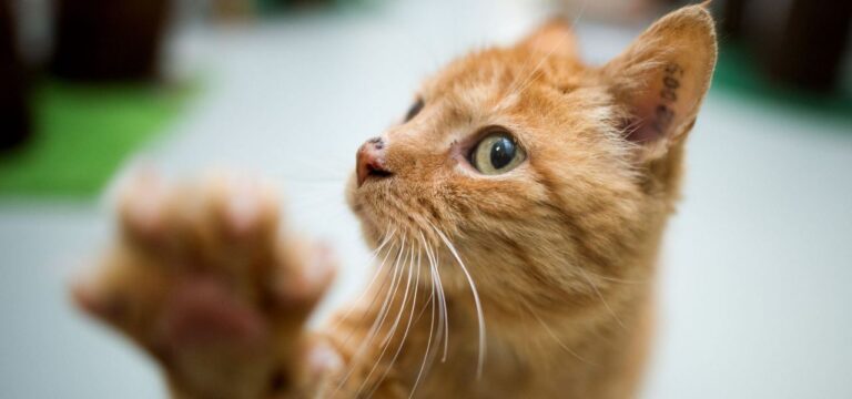 Behörden alarmiert: Junge Katzen in MV an Virus gestorben