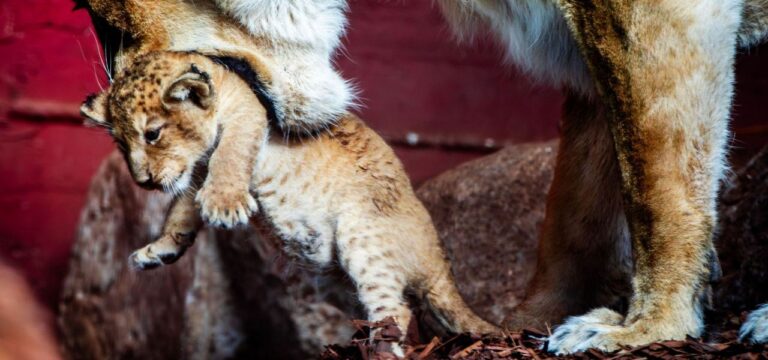Erneut Löwennachwuchs im Schweriner Zoo