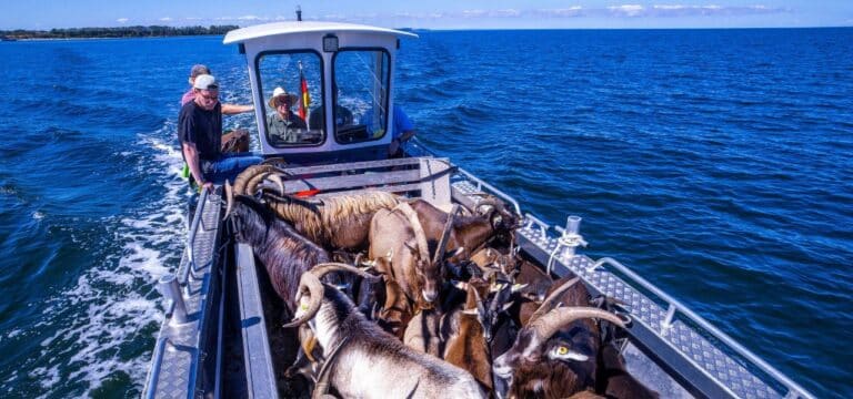 Wismar: Ziegen als Landschaftspfleger auf der Vogelinsel Walfisch