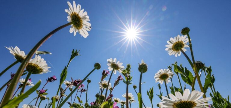 Konstant warmes Wetter in Mecklenburg-Vorpommern