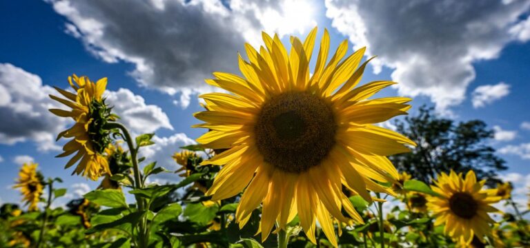 Spätsommer in MV – Schauer und Gewitter im Norden