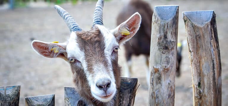 Freier Eintritt beim Landeszootag 2025 im Tierpark Wismar