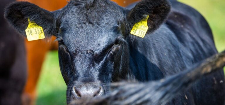 Vom Apfel bis zum Büffel – Besucherrekord bei Bio-Landpartie