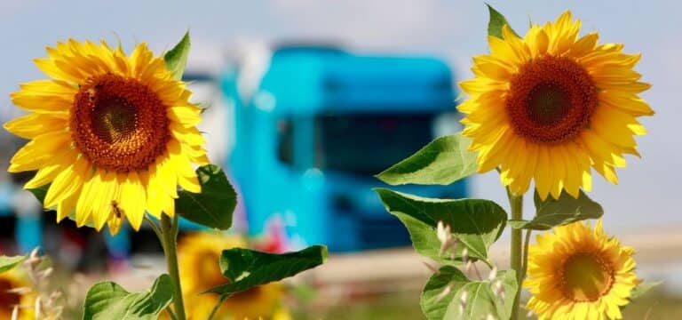 Sonniger Sonntag bringt den Spätsommer zurück nach Wismar