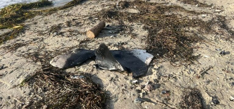 Abgeschnittene Schweinswalflossen an Ostseestrand entdeckt