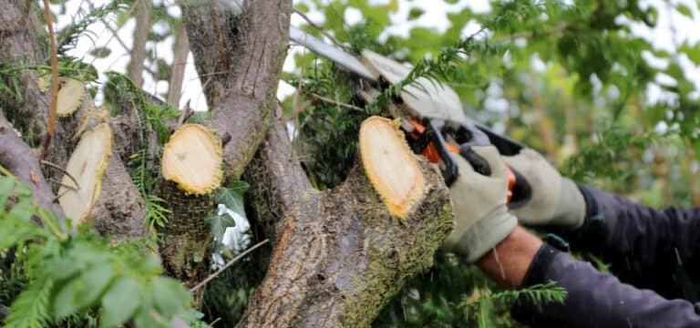 Vollsperrung in der Lübschen Straße und im Schiffbauerdamm wegen Baumfällarbeiten