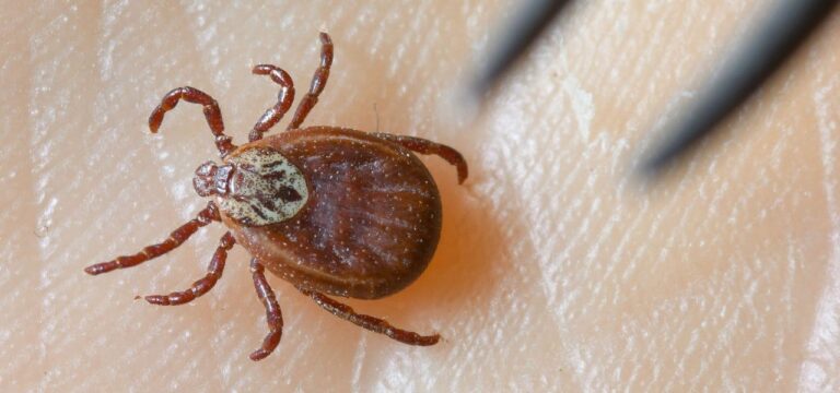 Nach Zeckenbiss: Mehr Borreliose-Fälle in MV als im Vorjahr