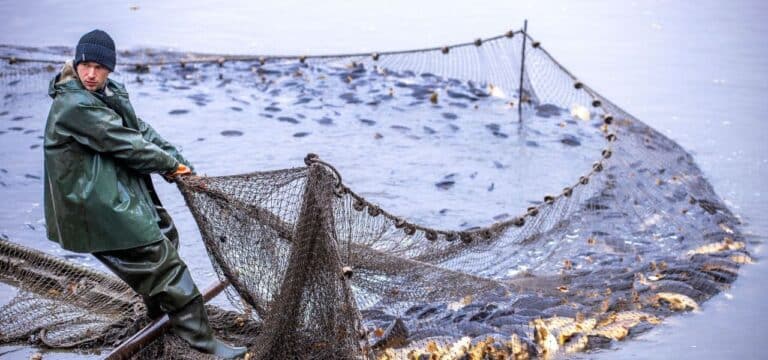 Festliches Abfischen der Karpfenteiche – Neuer Player dabei