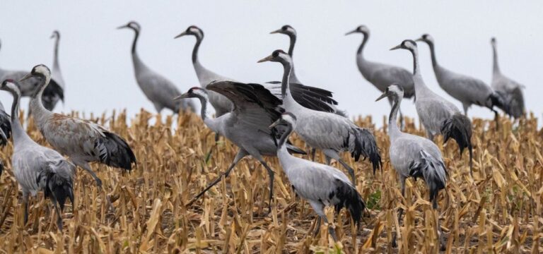 Kraniche stärken sich in MV für den Flug nach Süden