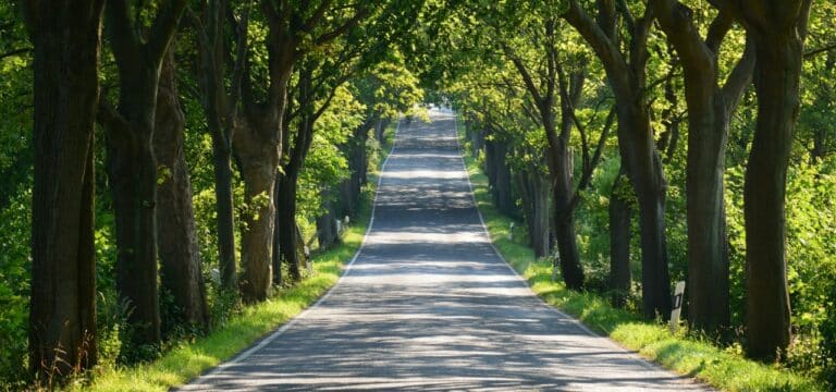 Fällung von Lindenallee in Stove: Eine umstrittene Entscheidung