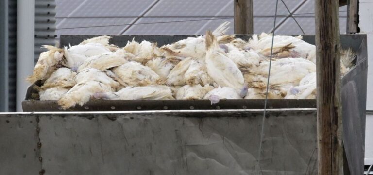 Geflügelpest – Viele tote Tiere bedeuten mehr Entschädigung