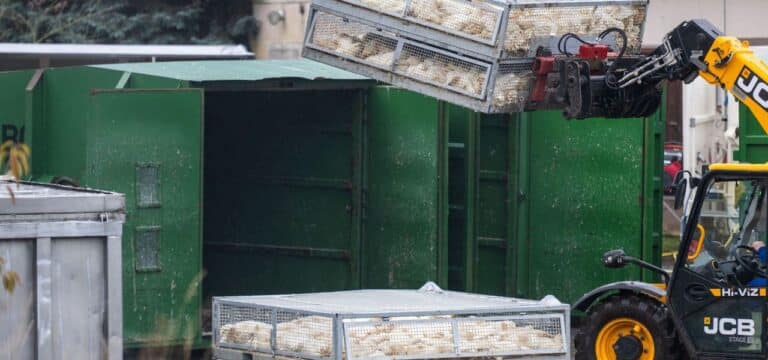 Vogelgrippe weitet sich auch in MV aus