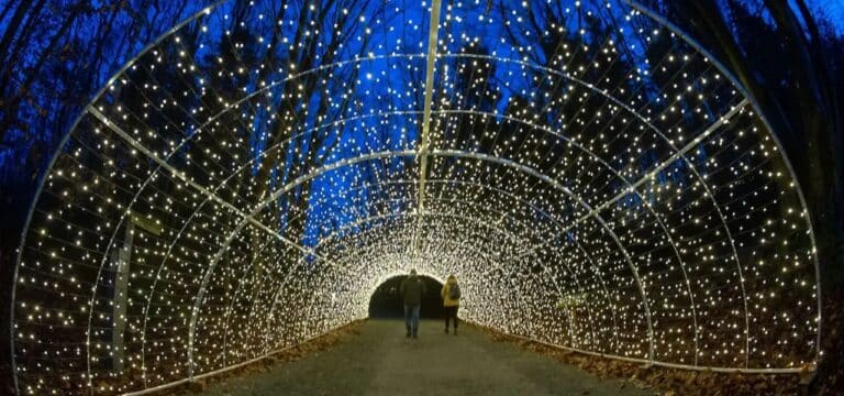 Weihnachtlich in Mecklenburg-Vorpommern: Lichterzauber am Baumwipfelpfad