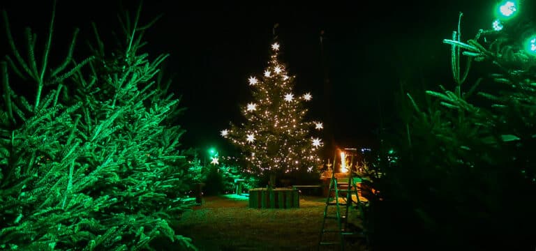 Wismarer Weihnachtsmarkt geschlossen – „Sternenwald“ am Alten Hafen bleibt geöffnet