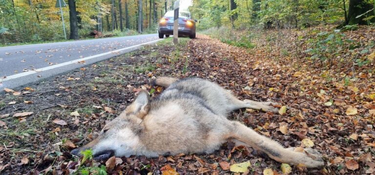 Wolfspopulation wächst – Straßenverkehr oft Todesfalle