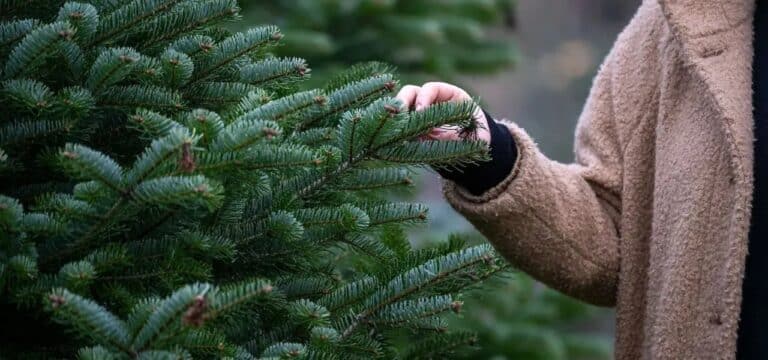 Landesforst MV startet Weihnachtsbaumverkauf