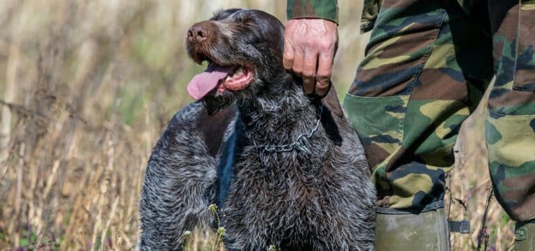 Jagdhund an Aujeszkyscher Krankheit erkrankt und eingeschläfert – Landkreis warnt Hundebesitzer