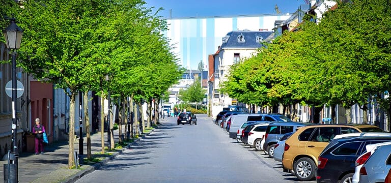 Sanierung der Breiten Straße: 37 Bäume sollen weichen