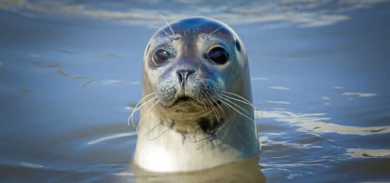 Robbe an der Köppernitz gesichtet – Stadt mahnt zu Abstand und Rücksicht