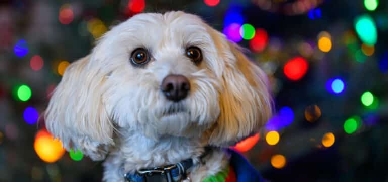 Spontane Tiergeschenke zu Weihnachten? Eher keine gute Idee