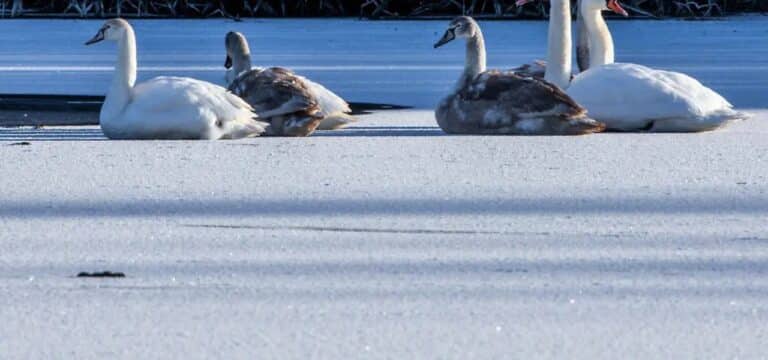 Wetter-Bilanz: 2025 war in MV warm und trocken