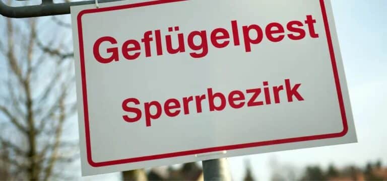 Zwölf Geflügelpest-Ausbrüche seit September in MV