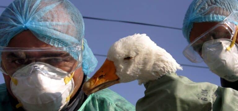 Vogelgrippe: FLI‑Experte fordert Debatte über neue Impfpraxis