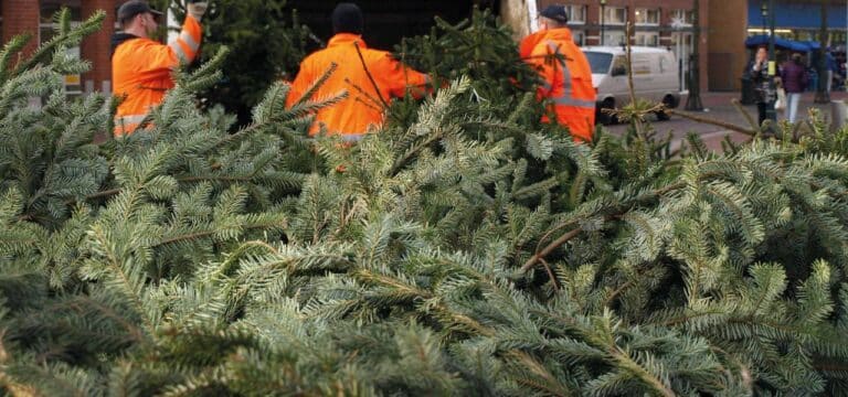 EVB sammelt im Januar wieder Weihnachtsbäume ein – alle Termine im Überblick