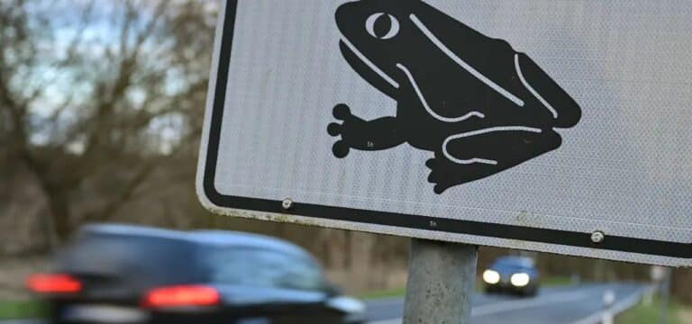 Nabu bittet um Rücksicht auf „liebestrunkene Lurche“