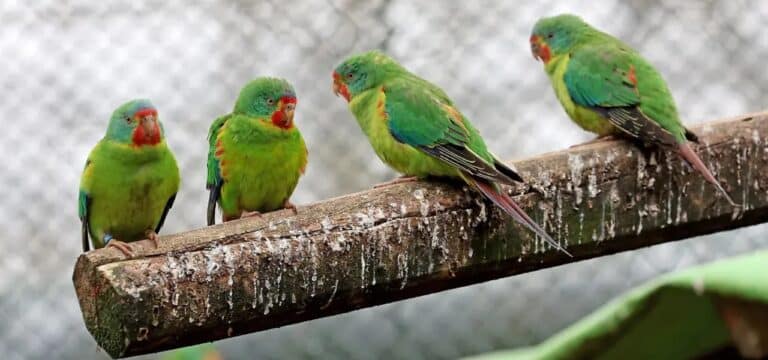 So wappnen sich Zoos in MV gegen die Vogelgrippe