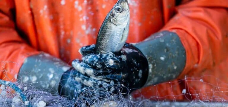 Branche unter Druck: Küstenfischerei als Kulturerbe gelistet