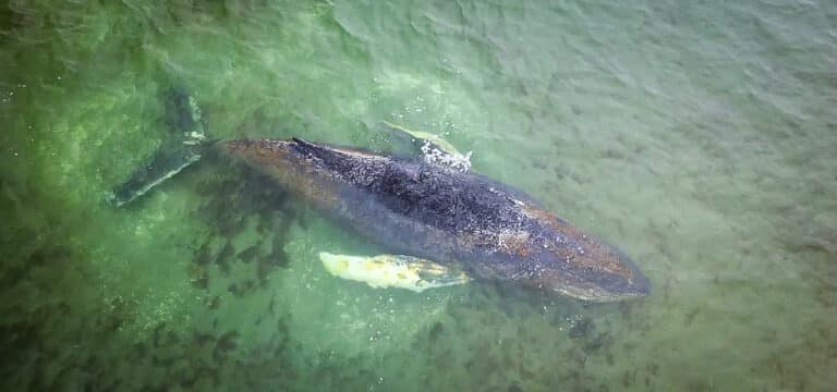 Zitterpartie am Morgen: Experten geben düstere Prognose für den Buckelwal ab