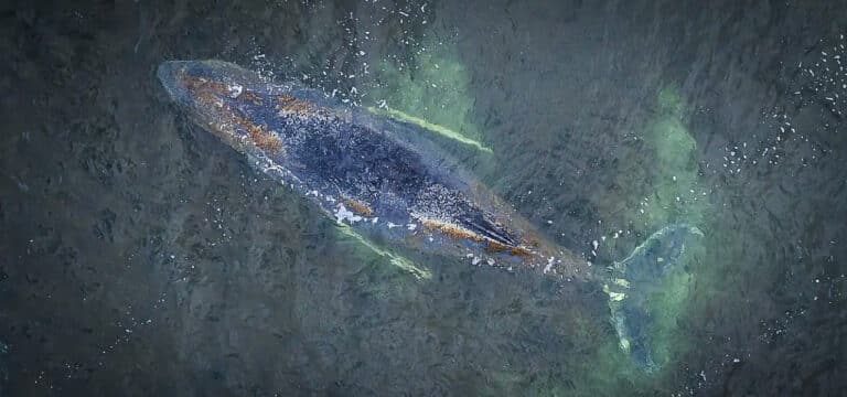 Buckelwal vor Wismar: Zustand kritisch – Experten sehen kaum noch Chancen