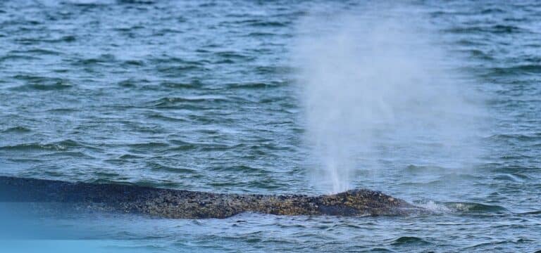 Buckelwal in der Wismarer Bucht weiter in kritischem Zustand: Atemzüge werden seltener