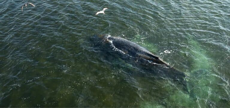 Zuletzt seewärts geschwommen: Buckelwal vor Wismar ist abgetaucht