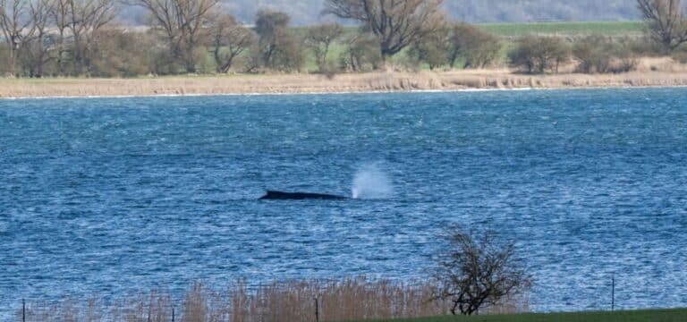 Drama vor der Insel Poel: Buckelwal sitzt erneut fest – Das war in den letzten Stunden wichtig!