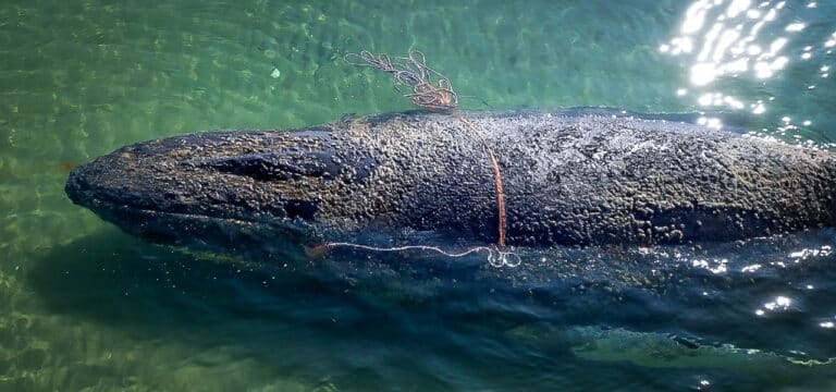 Die teils überraschende Chronologie des Ostsee-Buckelwals