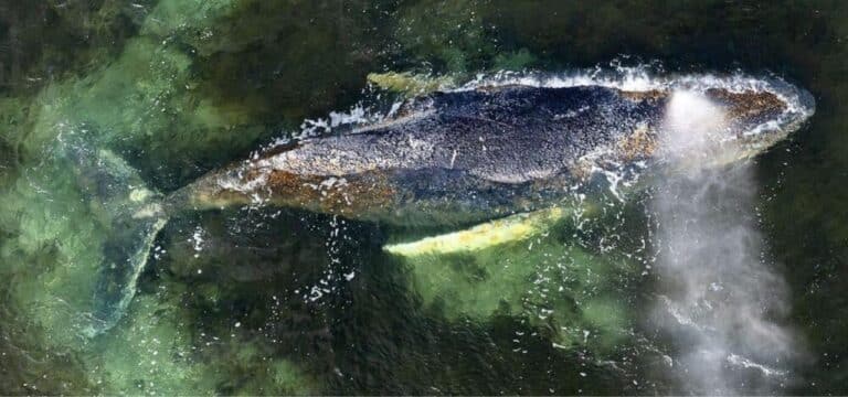 Buckelwal am Osterwochenende: Tier leidet weiter – Sperrgebiet bleibt bestehen