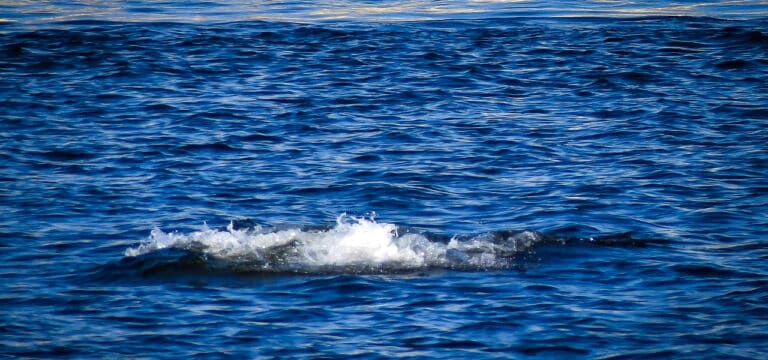 Wal vor Steinbeck gesichtet – Tier in Fischernetz verfangen