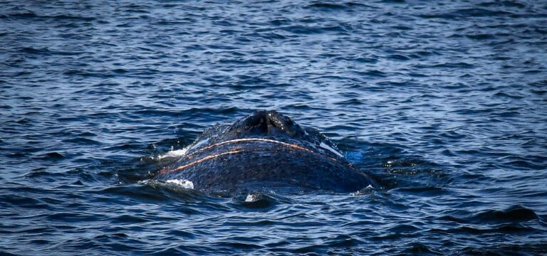 Buckelwal erneut in der Wismarer Bucht gesichtet – Einsatzkräfte bereiten neuen Befreiungsversuch vor