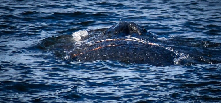 Erleichterung nach erfolgreicher Befreiung: Buckelwal in der Ostsee von Netzresten gelöst
