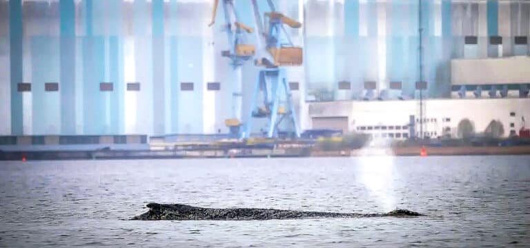 Tier befreit sich von Sandbank: Der Buckelwal schwimmt wieder