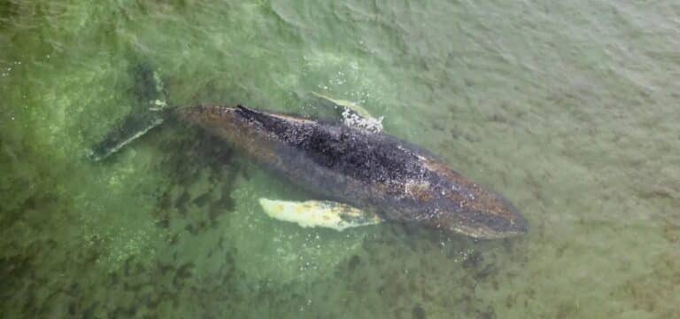 „Es geht ihm schlecht“ – Lage des Buckelwals unverändert