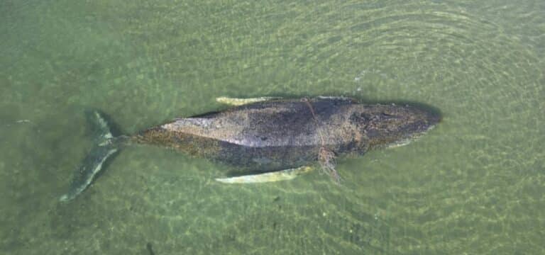 Aufatmen in Wismar: Buckelwal ist wieder in Bewegung – aber wohl in die falsche Richtung