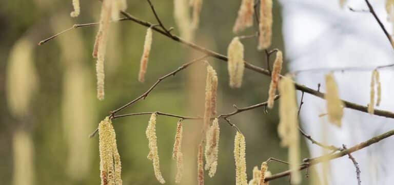 So startet die Pollensaison in Mecklenburg-Vorpommern