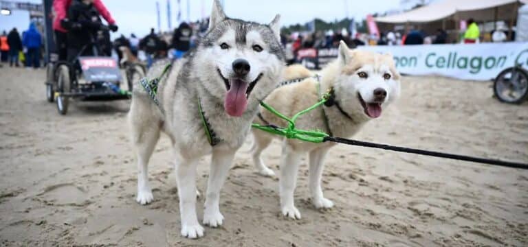Hallervorden mit 90 bei Schlittenhunderennen auf Usedom