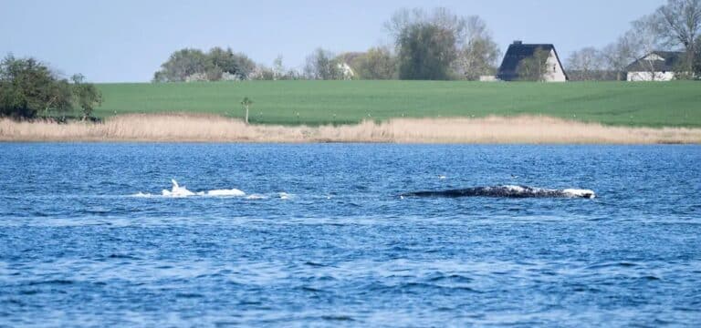 Rettungsversuch gestartet: Helfer legen Gurte an gestrandeten Buckelwal