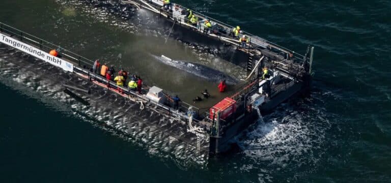 Transportschiff mit geborgenem Wal jetzt vor Dänemark