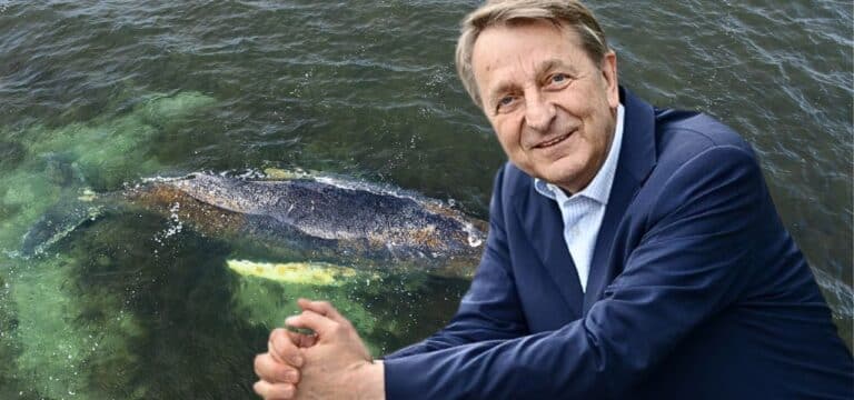 Investor Walter Gunz will gestrandeten Wal Timmy retten – trotz Experten-Stopps