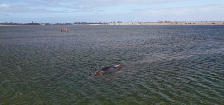 Ostsee‑Wale bewegten schon vor Jahrhunderten die Menschen